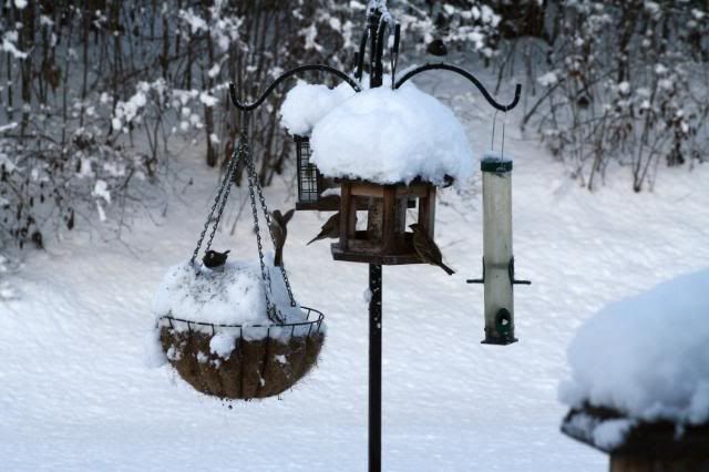 michigan winter photo: Snow birds! 12-16-2005_3166.jpg