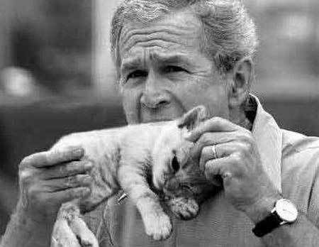 http://i44.photobucket.com/albums/f1/krapetaks/President-Bush-Eats-Kitten-1259.jpg