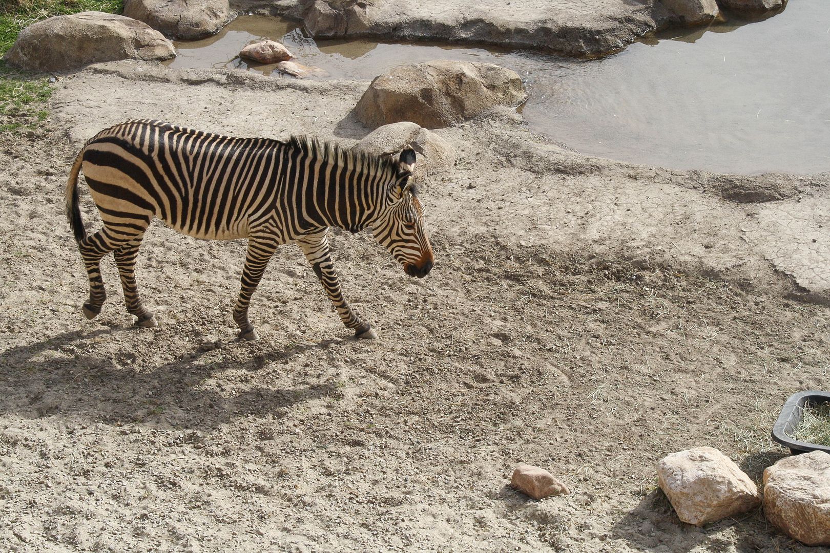 pocket of blossoms: hogle zoo