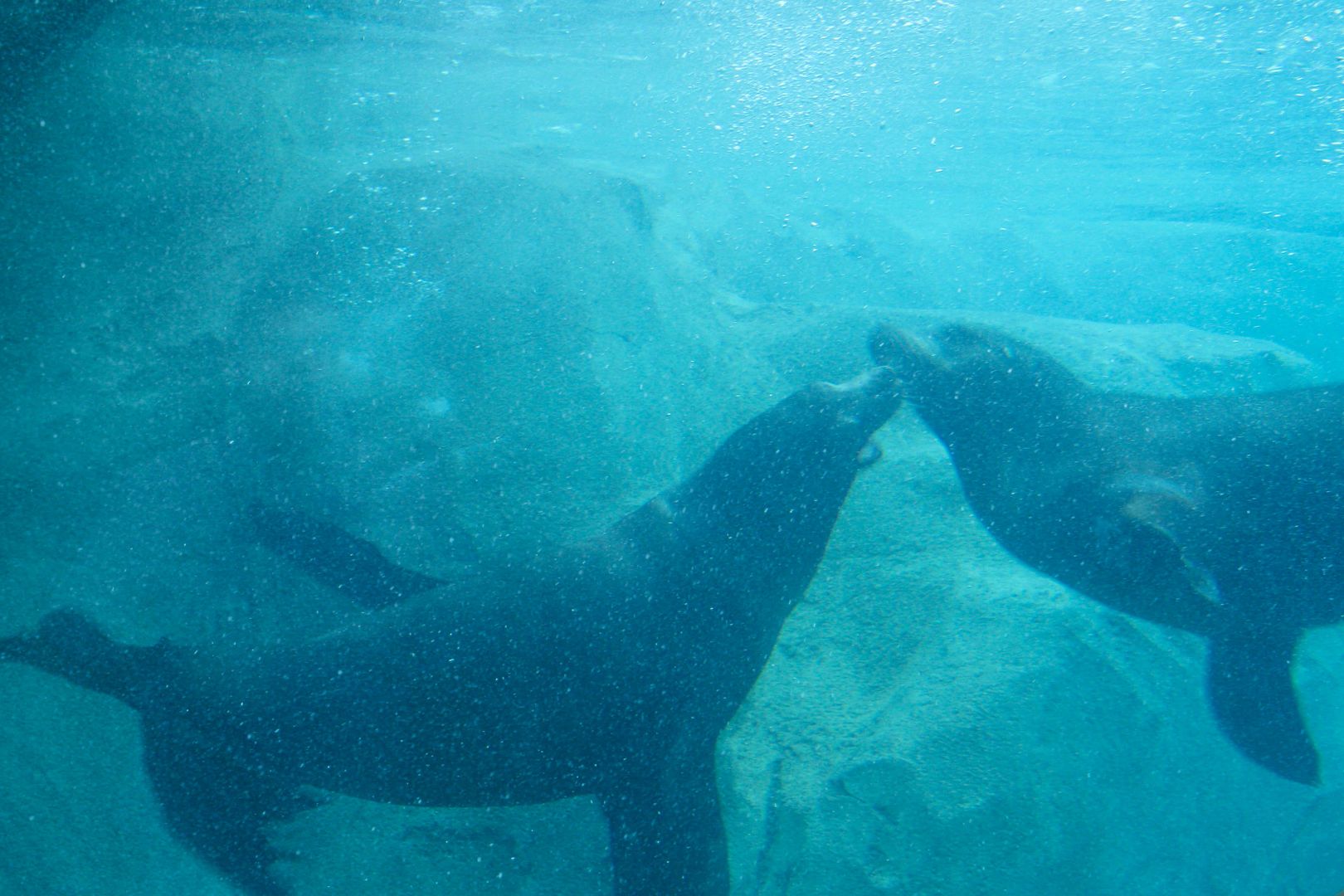 pocket of blossoms: hogle zoo