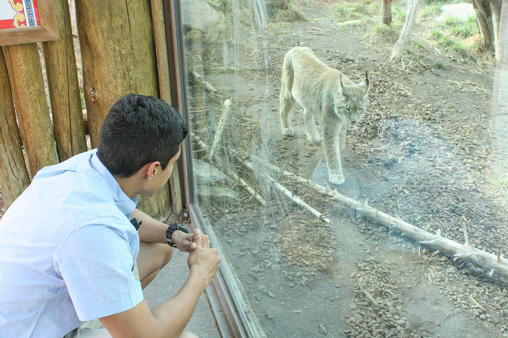 pocket of blossoms: hogle zoo