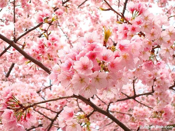  photo ueno-sakura_zps72613bdd.jpg