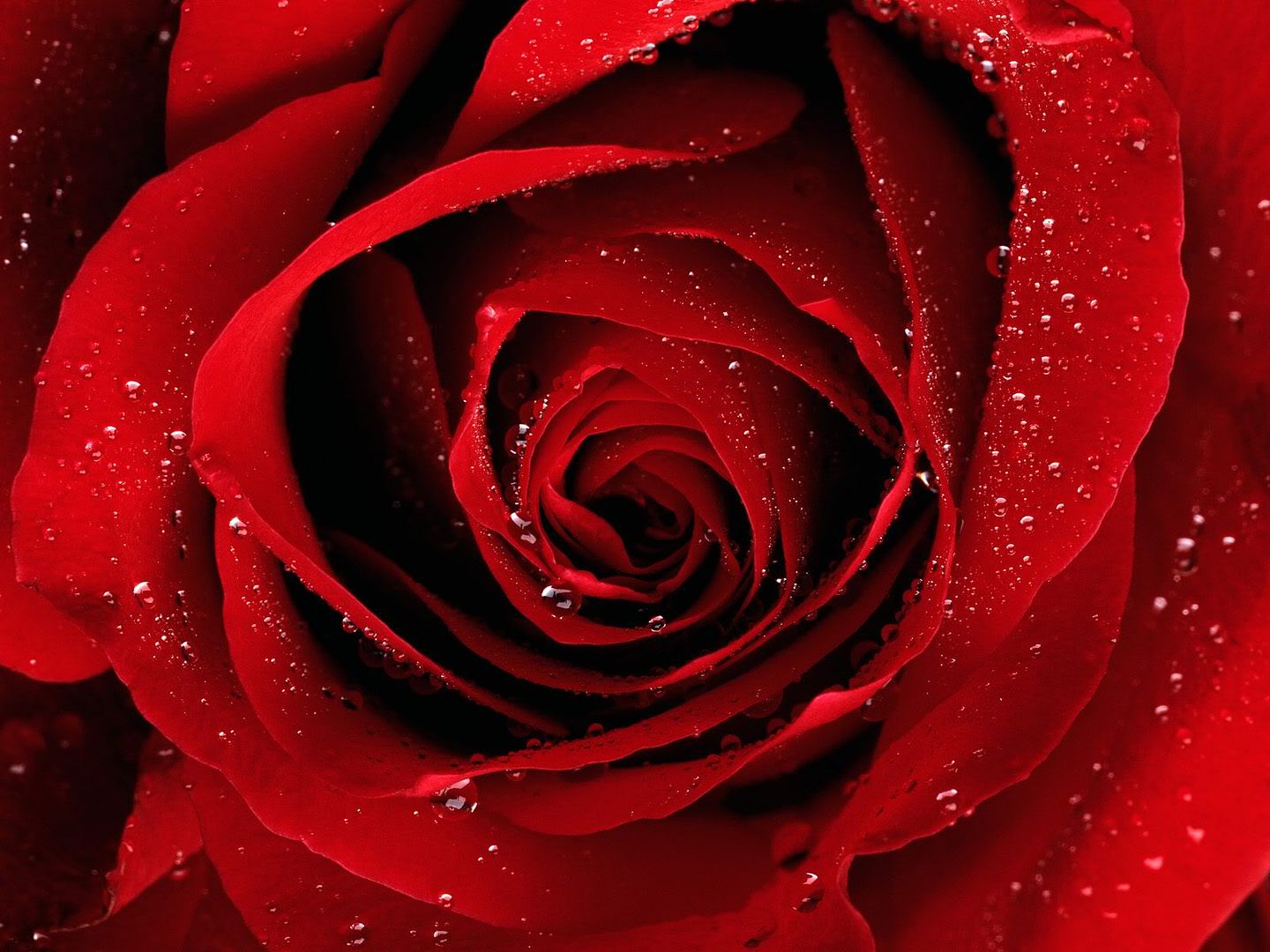 redrose2.jpg Red Rose image by sallys8906