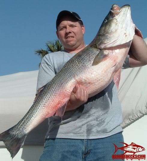 51__striper_f_4_21_08.jpg