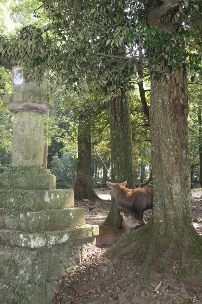 33: Nara y Fushimi Inari - 5 semanas en Japón (6)