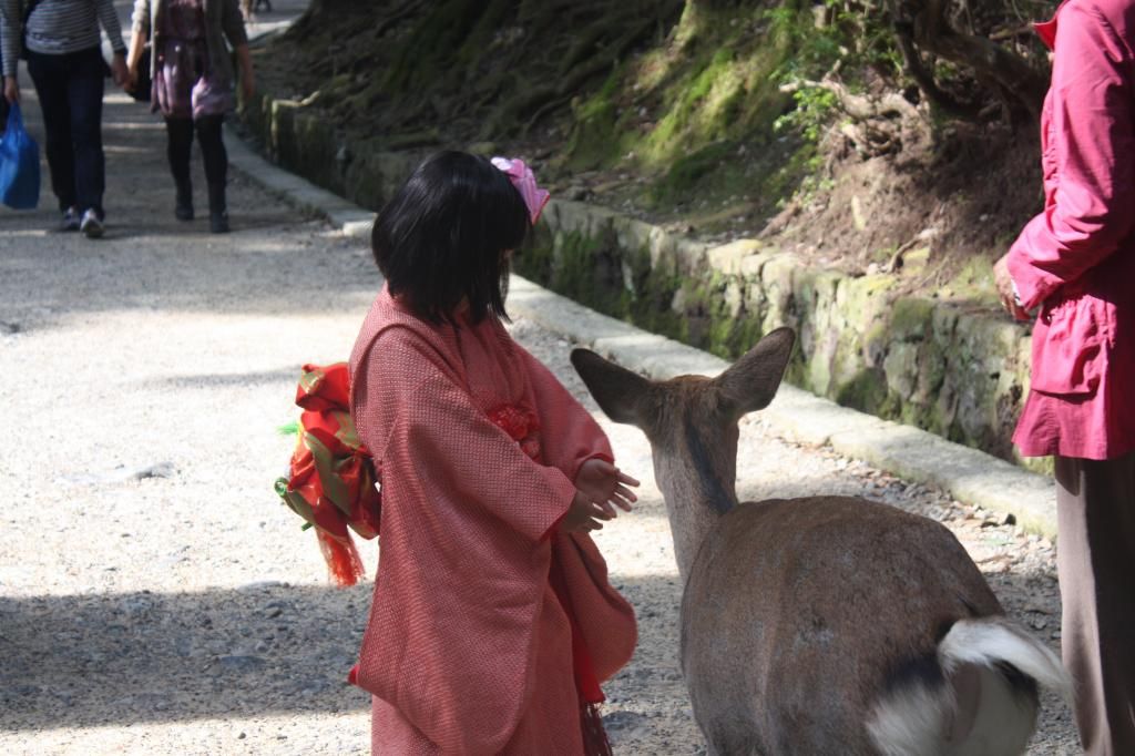33: Nara y Fushimi Inari - 5 semanas en Japón (7)