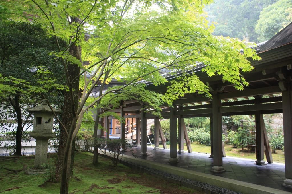 34: Templo del oro, kenninji y danzas de Otoño - 5 semanas en Japón (6)