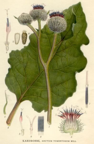 burdock Pictures, Images and Photos