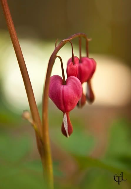 Dicentra.jpg