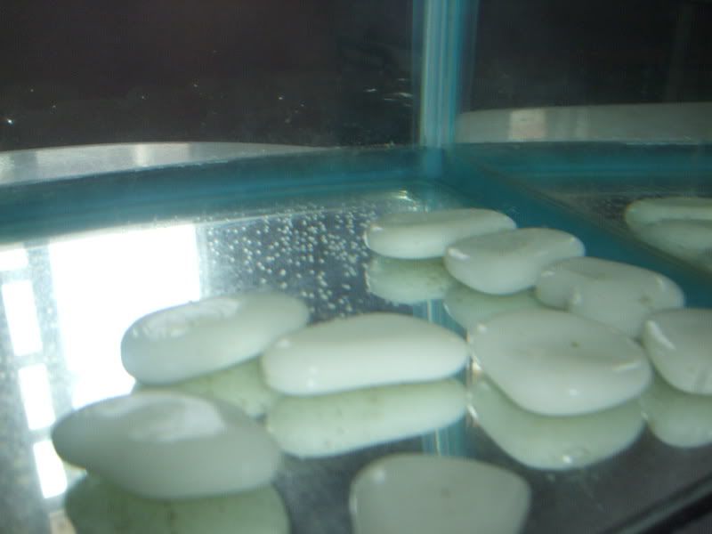 goldfish eggs in tank. Are these goldfish eggs?