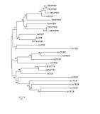 TreeCbBootstrap.jpg image by bnrobertson