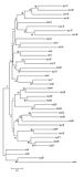 TreeCeBootstrap.jpg image by bnrobertson