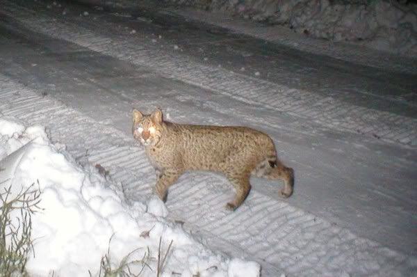 Bobcatcrop754x500.jpg