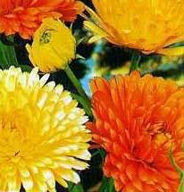 Calendula - October