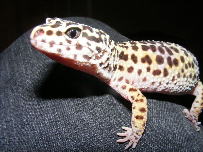 geckos020.jpg