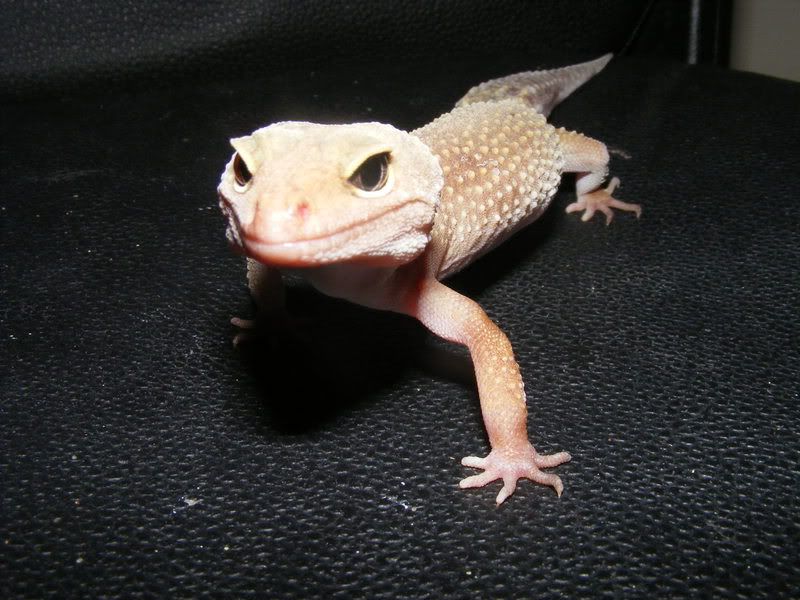 geckos031.jpg