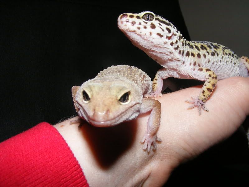 geckos032.jpg