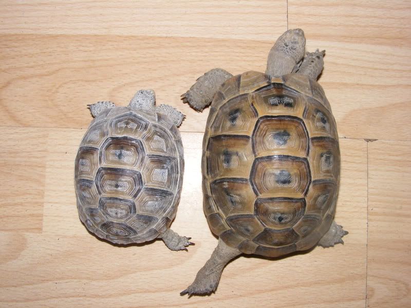 tortoises058.jpg