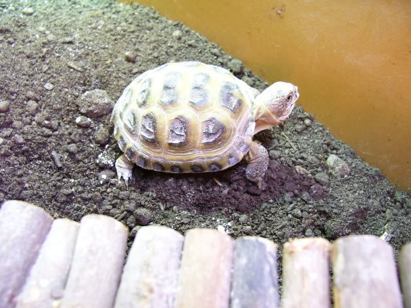 tortoises075.jpg