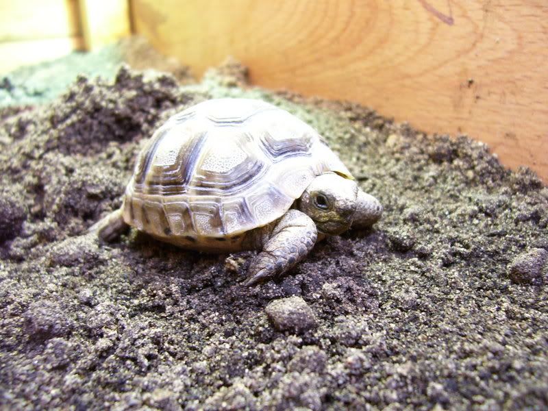 tortoises095.jpg
