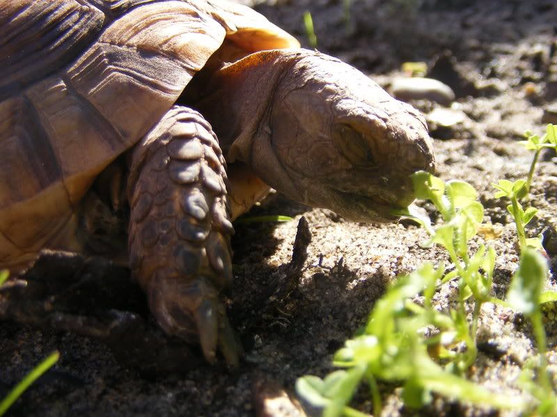 tortoises152.jpg