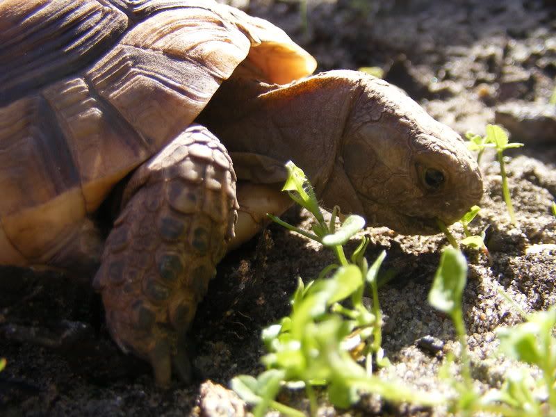 tortoises153.jpg