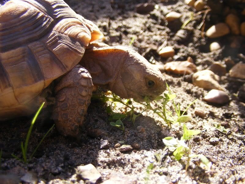 tortoises157.jpg