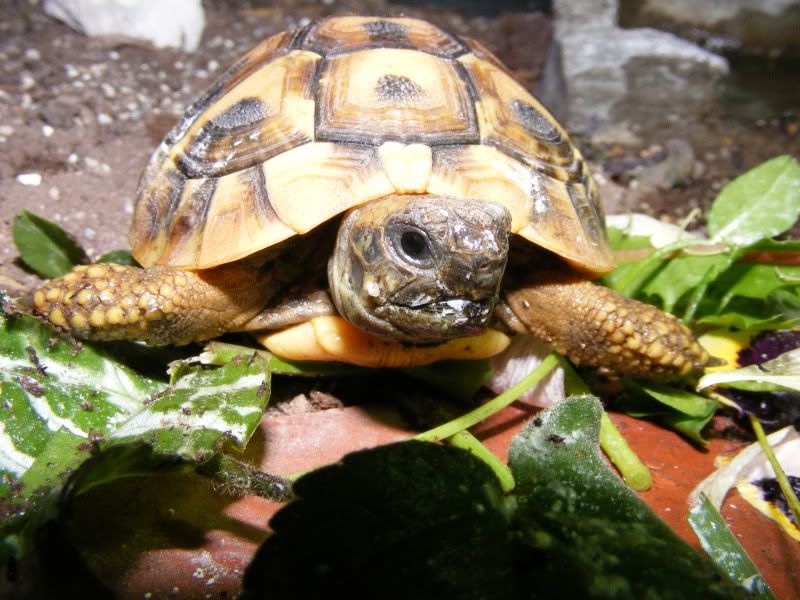 tortoises183-1.jpg