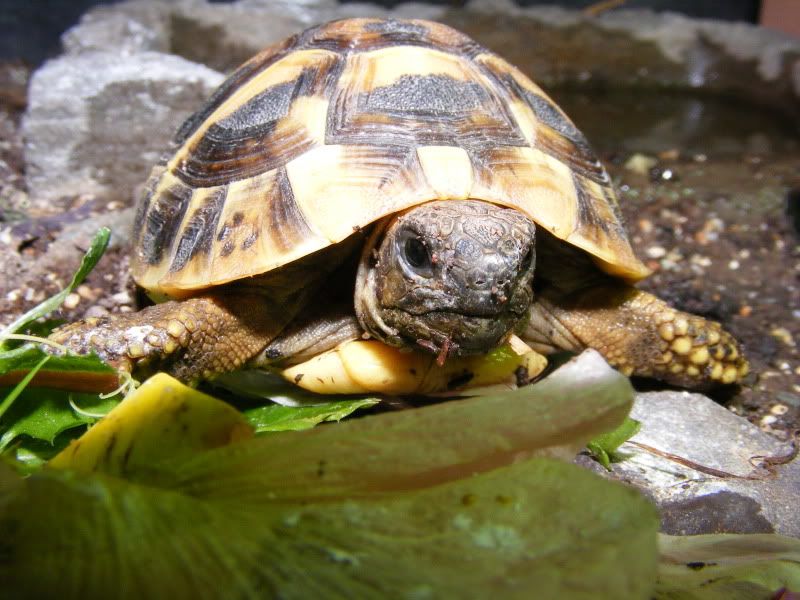 tortoises186-1.jpg