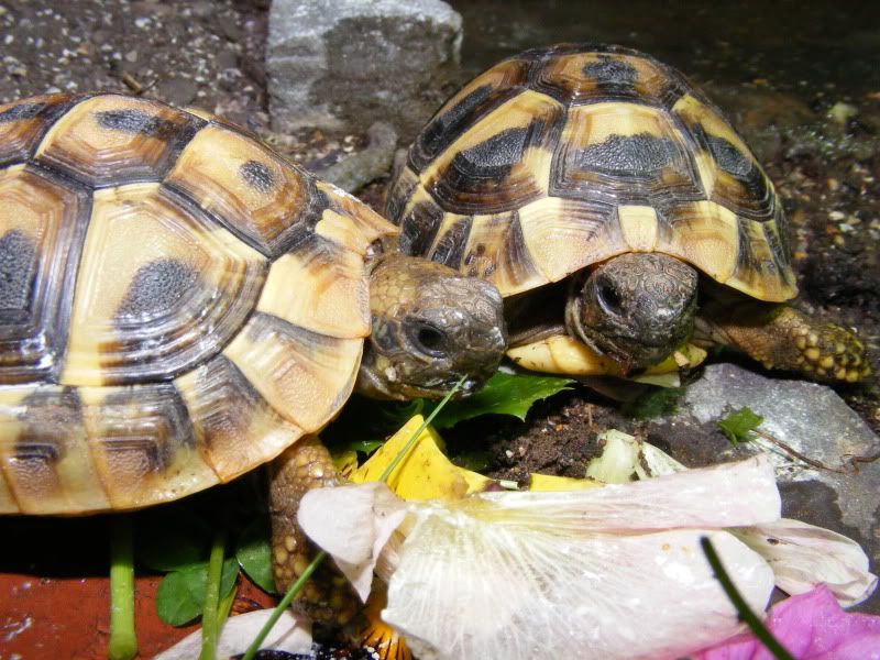 tortoises188.jpg