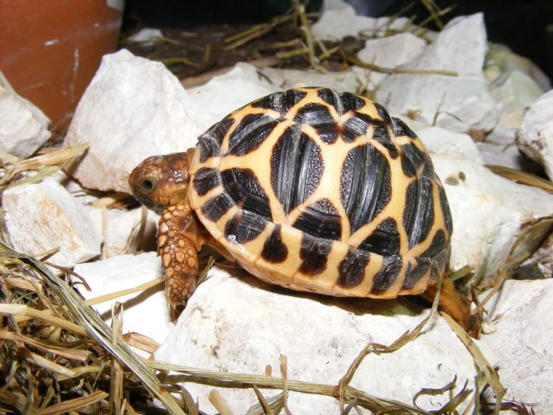 tortoises209-1.jpg