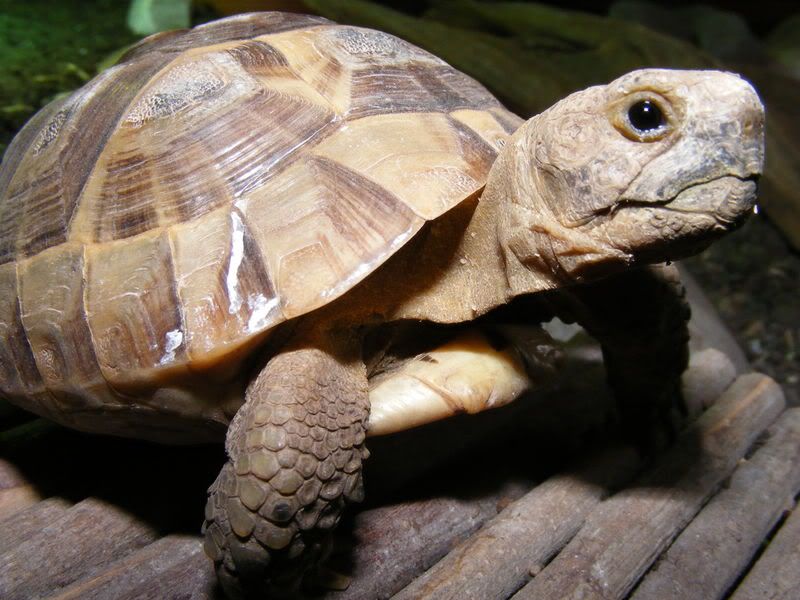 tortoises215.jpg