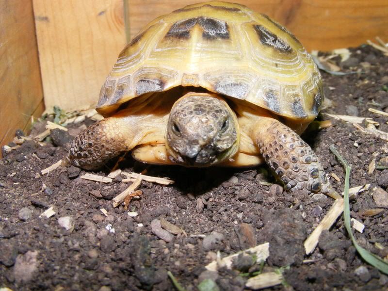 tortoises222.jpg