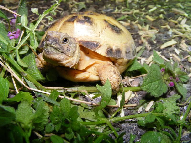 tortoises228.jpg