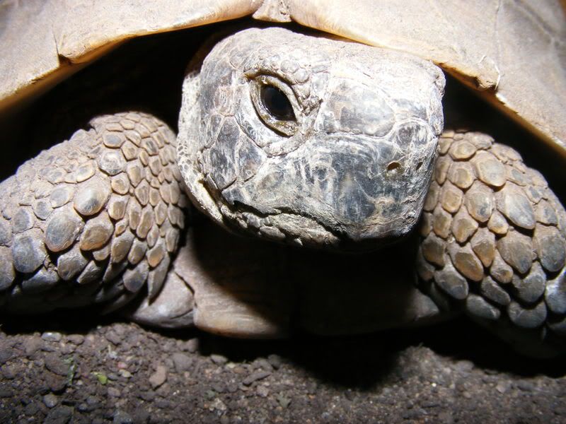 tortoises234.jpg
