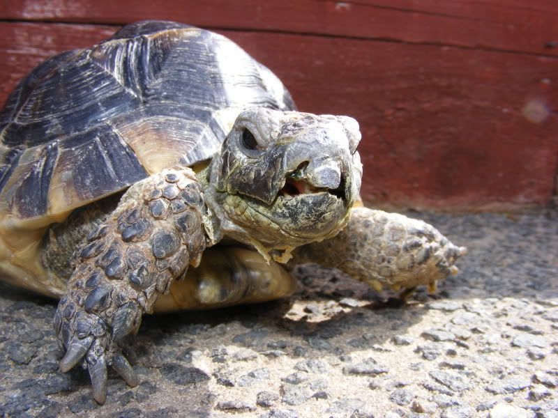 tortoises236-1.jpg