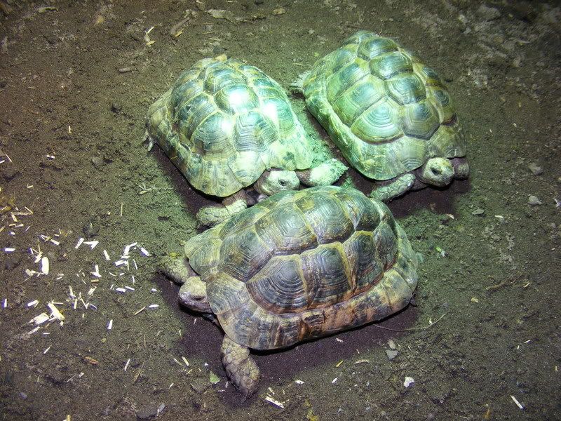 tortoises399.jpg