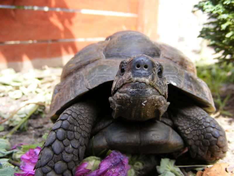 tortoises501.jpg