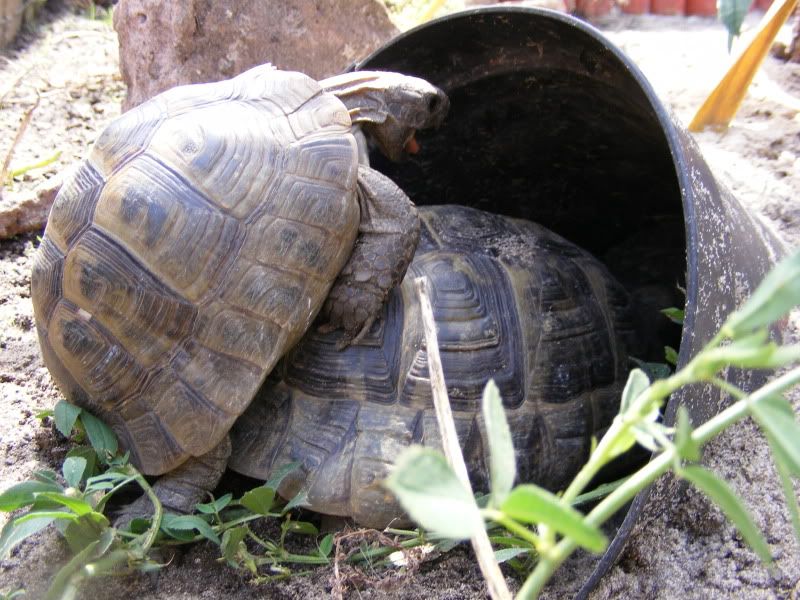 tortoises512.jpg
