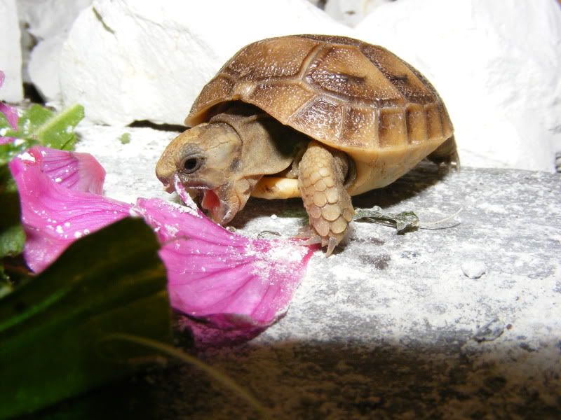 tortoises653.jpg
