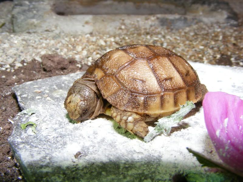 tortoises663.jpg