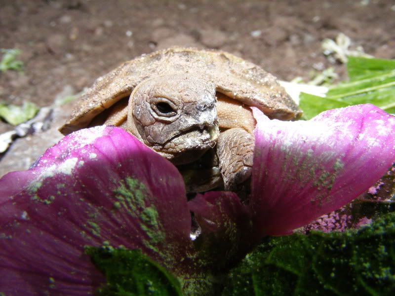 tortoises669.jpg