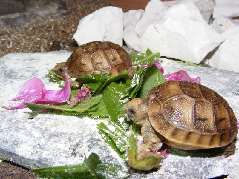 tortoises671.jpg