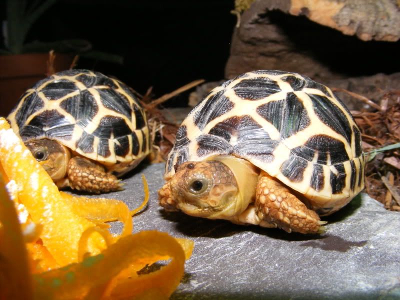 tortoises718.jpg