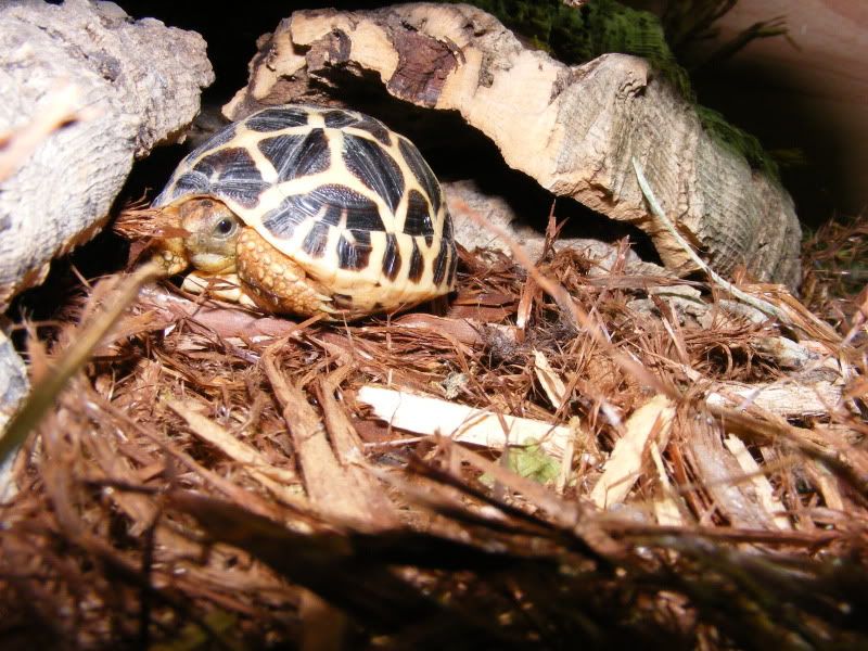 tortoises724.jpg