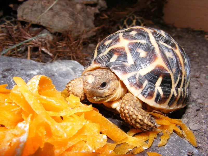tortoises736.jpg