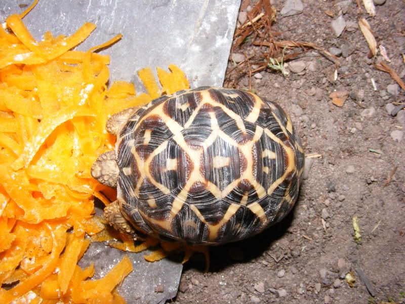 tortoises738.jpg
