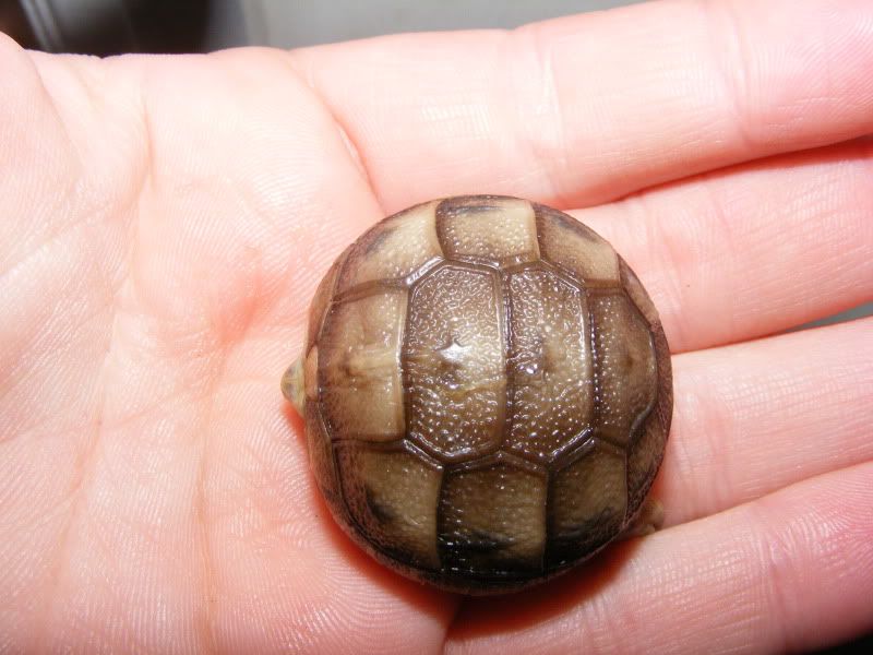 tortoises754.jpg