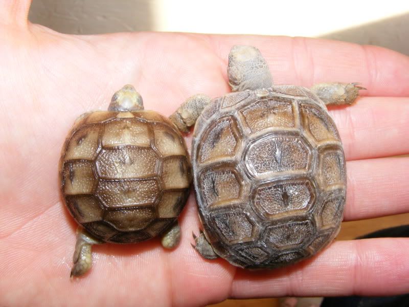 tortoises756.jpg
