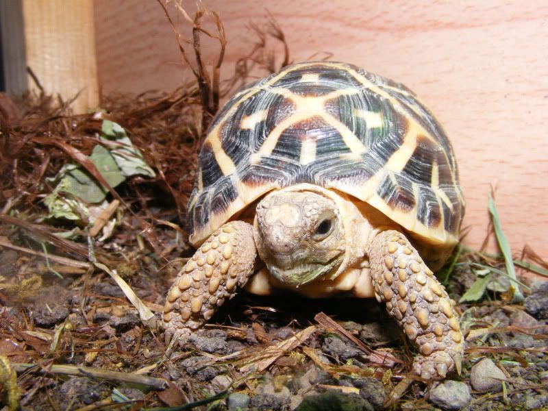 tortoises797.jpg